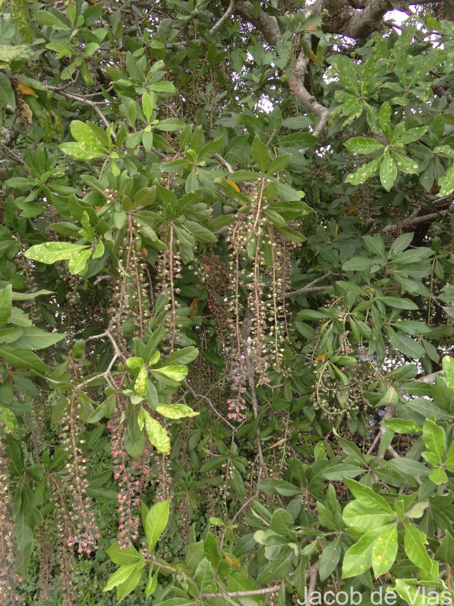 Barringtonia acutangula (L.) Gaertn.